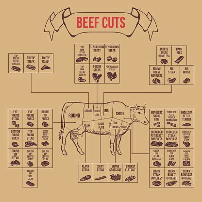 Vintage Butcher Cuts Of Beef Diagram Stock Illustration - Download Image Now - iStock