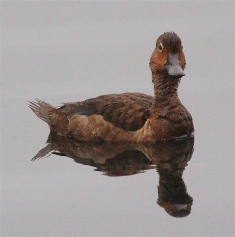 Female Ring-necked Duck Photograph by Mark Wilson - Pixels