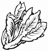 Spinach Drawing At GetDrawings  Free Download sketch template