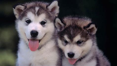 Baby Husky Wallpapers - Wallpaper Cave