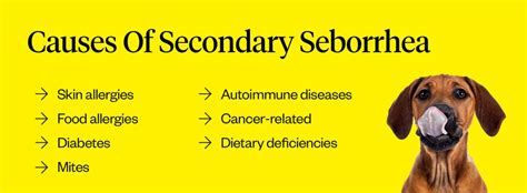 Seborrhea In Dogs: Symptoms, Causes, Treatment, And FAQs