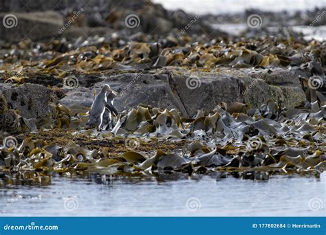 A Couple of the Rare Endangered Yellow-eyed Penguin, Also Called Hoiho ...