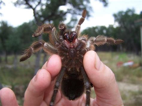 Texas Brown Tarantula - Aphonopelma hentzi - BugGuide.Net