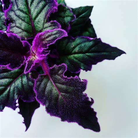 Behold! Purple passion/Velvet plant. Yes, it's purple. : r/IndoorGarden