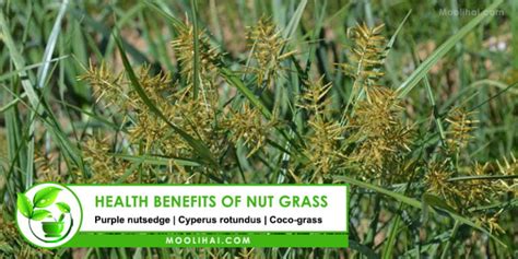 17 Evidence-Based Clinical & Health Benefits fo Nut Grass - Moolihai.com