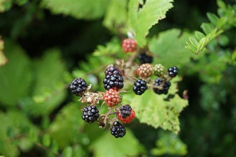 Blackberries And Brambles Free Stock Photo - Public Domain Pictures