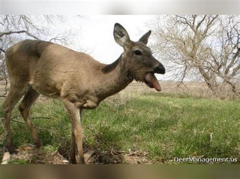 OHIO- 3 Counties Under Zombie Deer Surveillance After Positive Test Results - Scioto Post