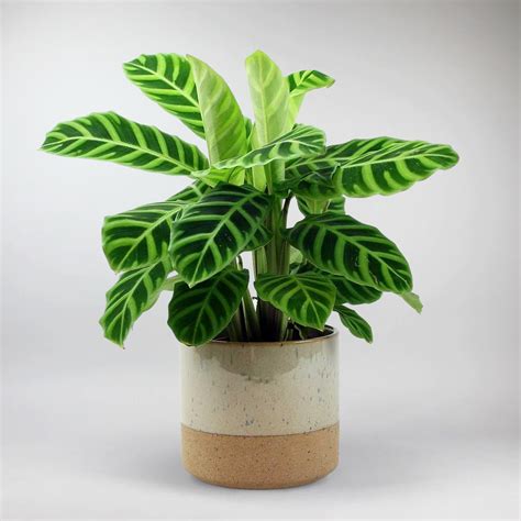 Calathea Zebrina: Velvety, Pet-Friendly Indoor Plant for Low Light – Bloombox Club