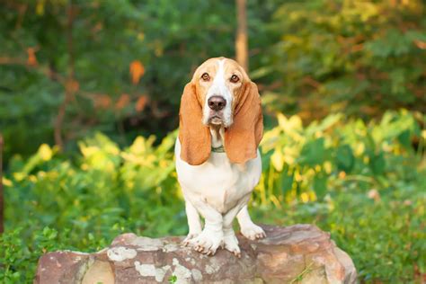 European vs. American Basset Hound: What's the Difference?