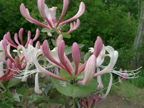 Lonicera caprifolium - Perfoliate Honeysuckle | World of Flowering Plants