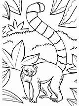 Lemur Ausmalbilder Giungla Colorat Maimute Katta Dschungeltiere  sketch template