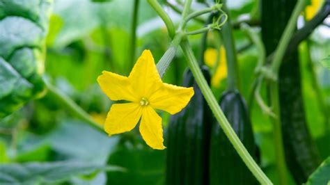 How To Identify Male & Female Cucumber Flowers And Why It Matters