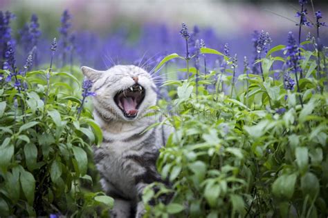 The cat lavender flowers stock photo. Image of cats, pets - 72799752