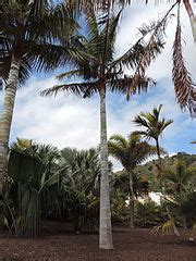 Category:Dypsis leptocheilos - Wikimedia Commons