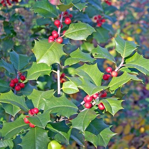 How to Grow Beautiful Holly Trees and Shrubs | Tomlinson Bomberger