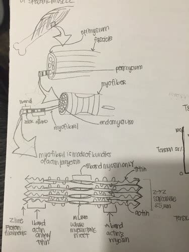 Skeletal muscle contraction Flashcards | Quizlet