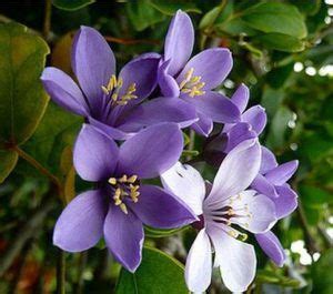 lignum vitae tree in jamaica - Alecia Slaton