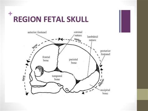 Fetal skull ppt