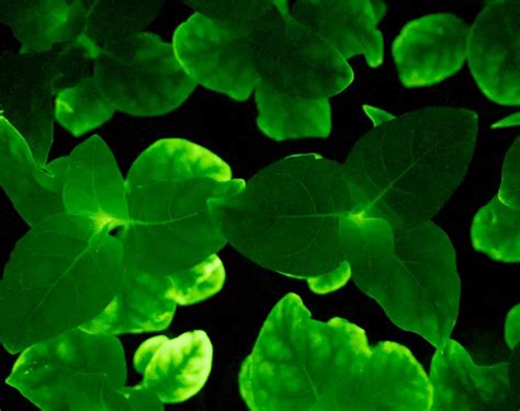 Glow-in-the-dark plants | Corpus Christi College University of Cambridge