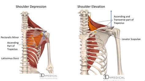 Muscles – Advanced Anatomy 2nd. Ed.