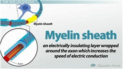 Myelin Sheath Definition, Overview & Functions - Lesson | Study.com