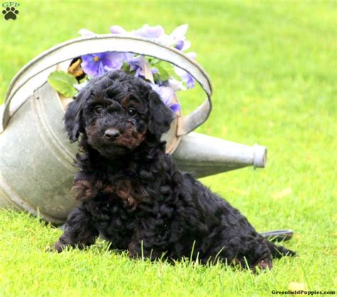 Rilynn - Springerdoodle Puppy For Sale in Pennsylvania