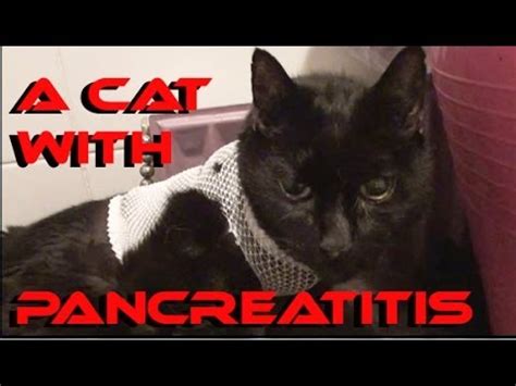 A Cat With Pancreatitis - YouTube