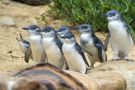 Penguin poo and environmental change – Monash Lens