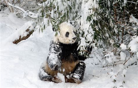 Wild monkeys in the snow - Animals in the snow - Pictures - CBS News