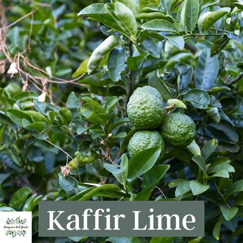 Growing Kaffir Lime Trees From Seeds Or Cuttings - Homegrown Herb Garden