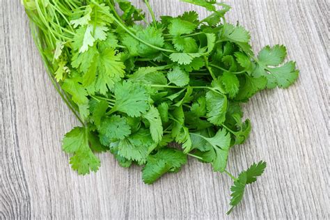 Coriander leaves dish view 12879709 Stock Photo at Vecteezy