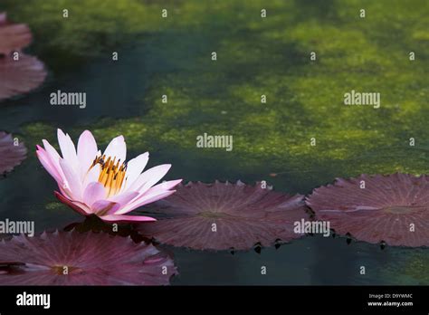 pink water lily Stock Photo - Alamy