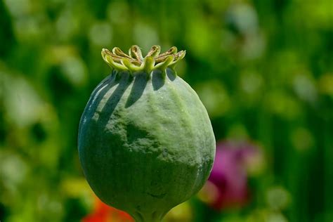 HD wallpaper: green fruit during daytime, poppy capsule, opium poppy, mohngewaechs | Wallpaper Flare