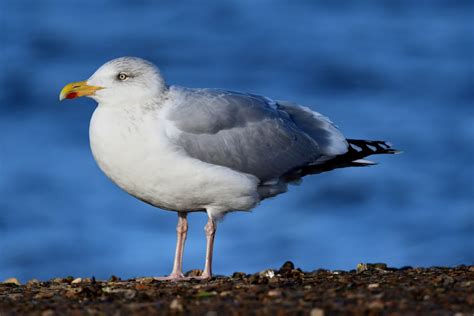 European Herring Gull by Jane Rowe - BirdGuides