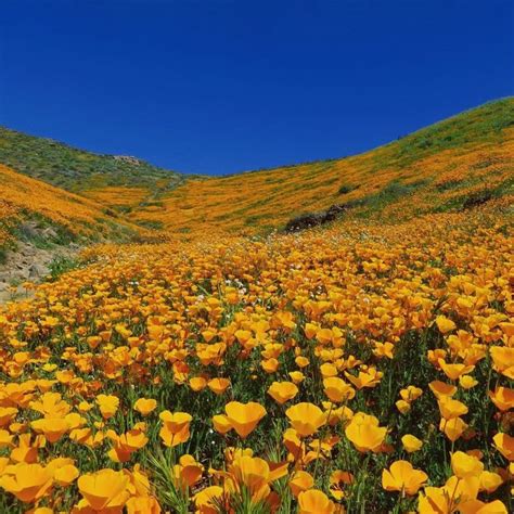 9 Magical Photos of California’s Wildflower Super Bloom | California ...