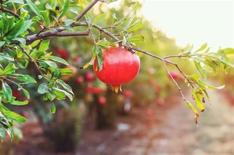 Pomegranate Trees: Best Varieties, Growing Guide, Care, Problems, and ...