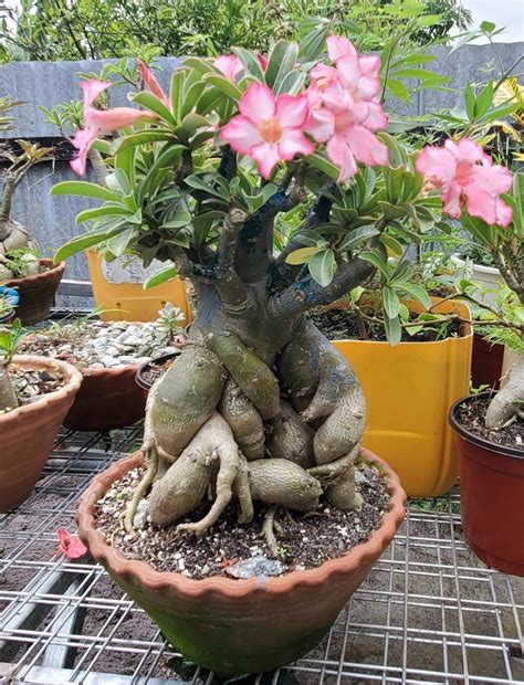 Desert Rose Bonsai Specimen Size – Guyana Garden