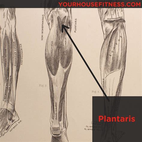 Muscle Breakdown: Plantaris