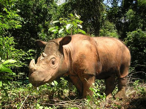 The Sumatran rhino still roams wild: sighted for the first time in 40 ...