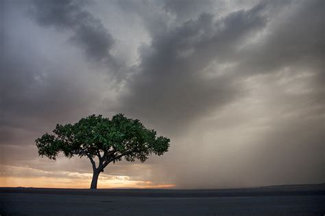 Lone Tree | Geraint Smith Photography