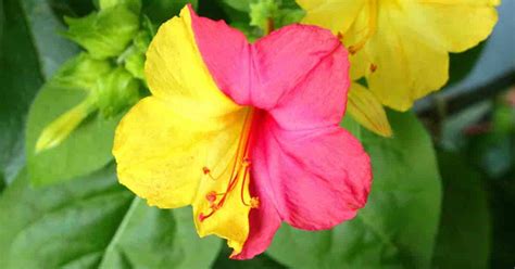 Mirabilis Jalapa Care: Learn Tips On Growing 4 O'clock Flowers Plant