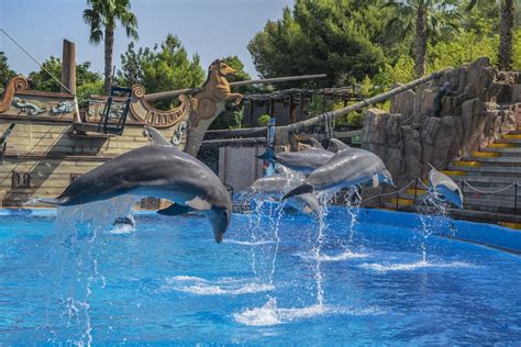 Dolphins at Mundomar, marine animal park located in Benidorm, in Costa ...