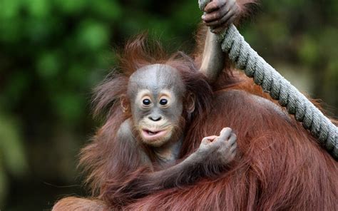 Download Animal Orangutan HD Wallpaper