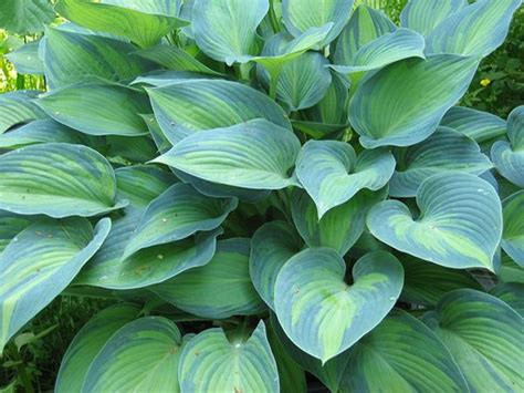 Hostas: Sun Tolerant and Slug Resistant | Hosta june, Hostas, Heat ...