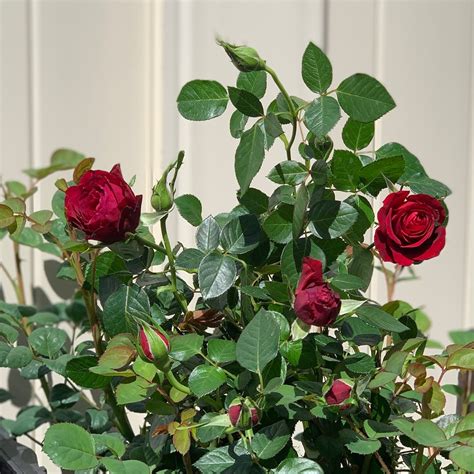 Dark Red Climbing Rose Live Plant Red Color Climber Garden - Etsy