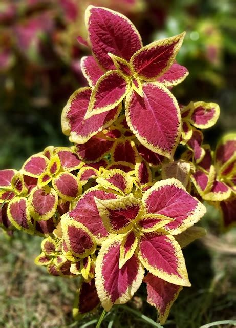 Jaipur Garden: Coleus Plant Care tips