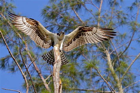 Osprey 'landing' Photograph by Carl Smith - Fine Art America