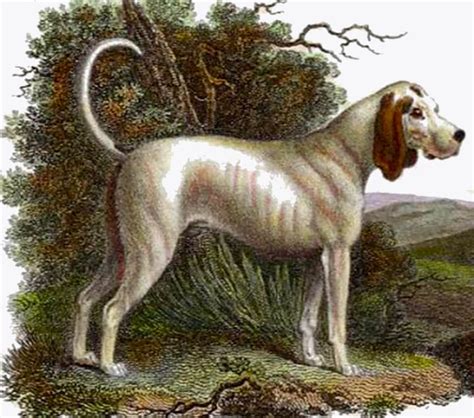 17 Extinct Dog Breeds You Never Knew Existed