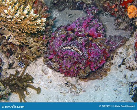 Stonefish (Synanceia Verrucosa) Stock Image - Image of corals, underwater: 24224591