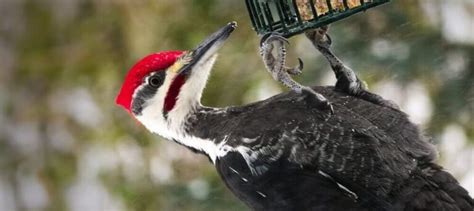 Pileated Woodpecker Calls (4 Sounds w/ AUDIO) - Bird Watching HQ